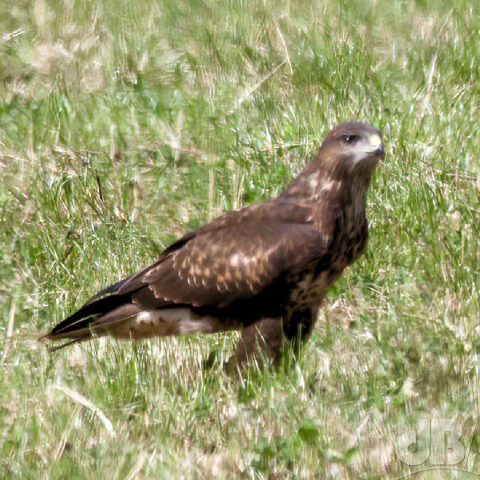 Common Buzzard zoomed through the heathaze