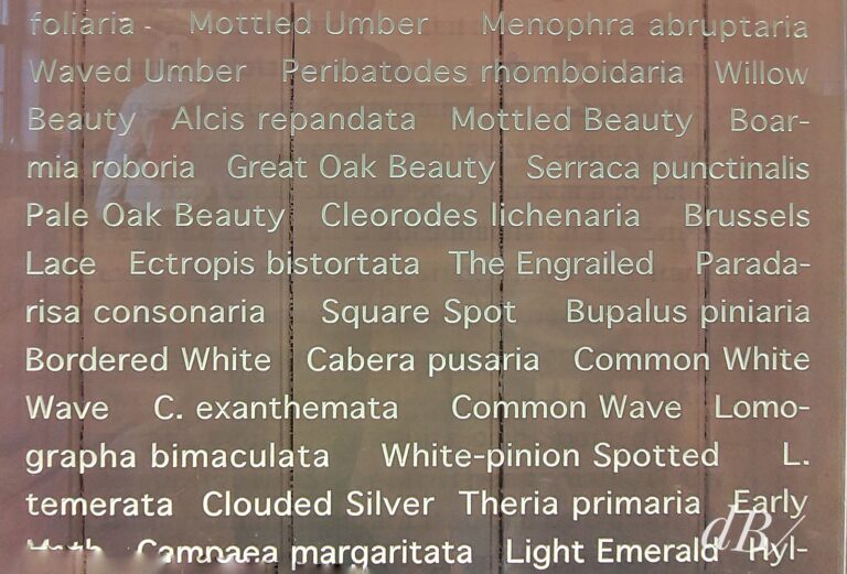 The cafe at Durlston Country Park was decorated with panels covered in species names. There were hundreds, including lots of moths. They represent a snapshot of the country park's ticklist
