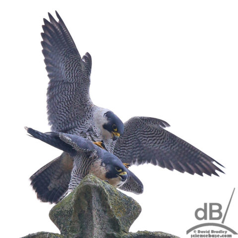 Mating peregrines, Cambridge