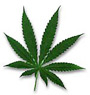 Cannabis leaf