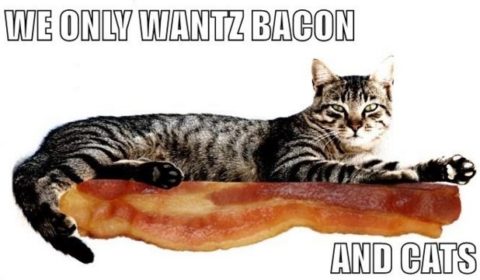 cat-bacon