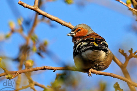 chaffinch 768