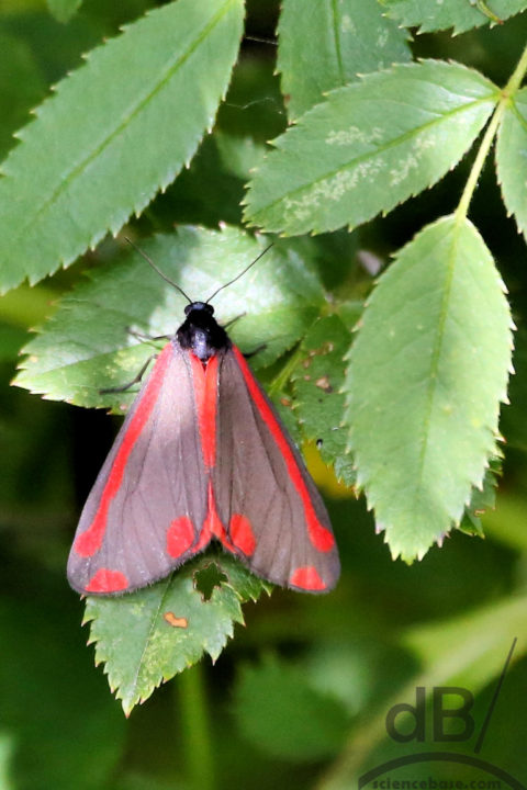 cinnabar moth