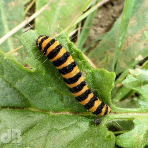 Cinnabar moth larvae, Tyria jacobaeae