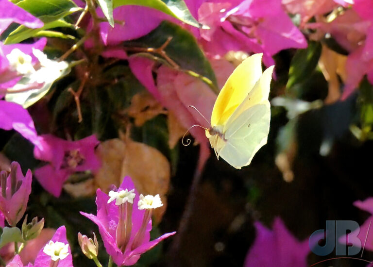 Cleopatra in flight