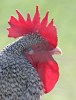 cockerel