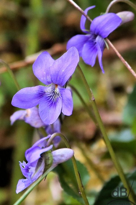 Close up of Violet flowers