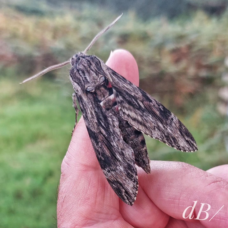 Convolvulus Hawk-moth spotted by Mrs Sciencebase