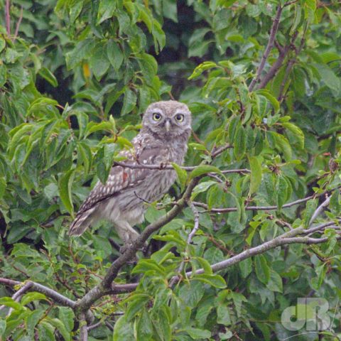 Little Owl