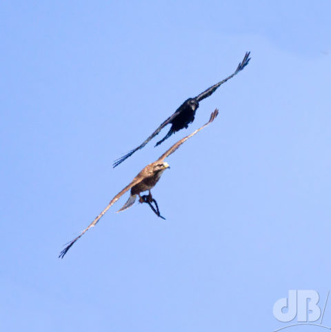 Carrion crow chasing Common Buzzard with adder prey