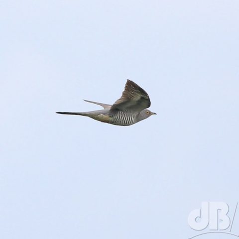 European Cuckoo (Cuculus canorus)