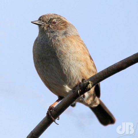 Dunnock