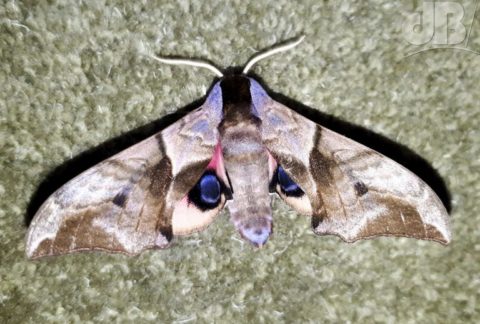 Eyed Hawk-moth