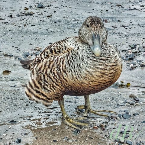 Female Eider