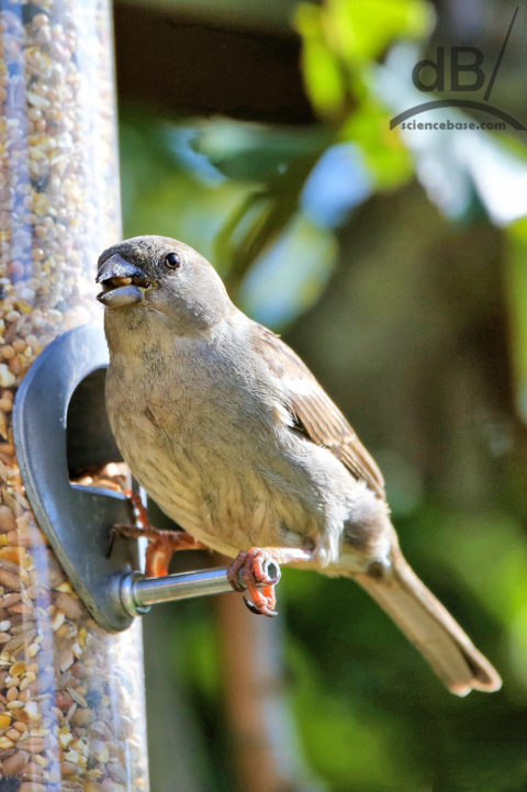 Female house sparrow bird feeder