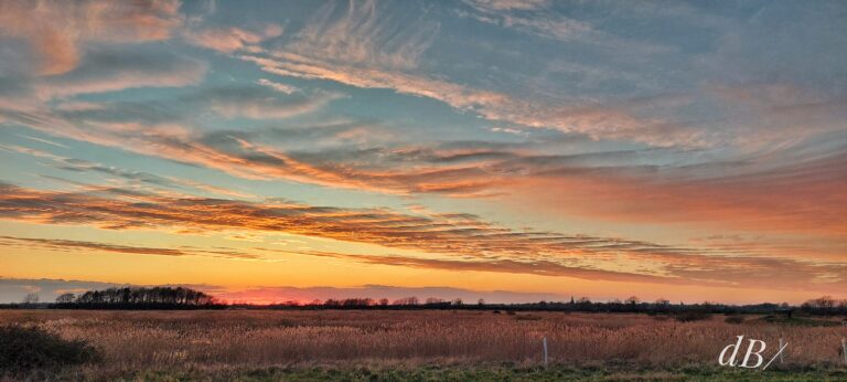 RSPB Ouse Fen (Earith)