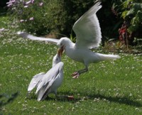 seagulls fighting