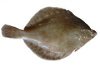 flat fish plaice