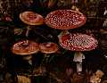 Fly agaric