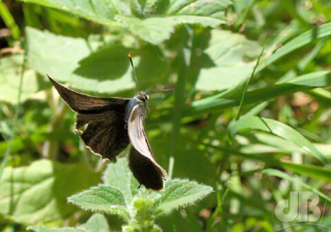 Purple Hairstreak in flight