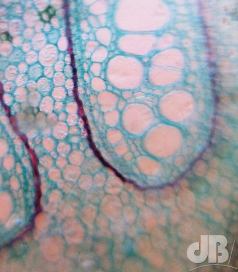 Fern cells viewed through a Foldscope