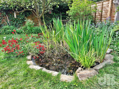 garden pond