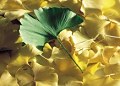 Gingko biloba