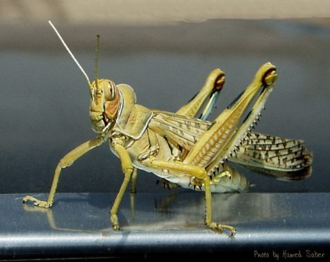 grasshopper