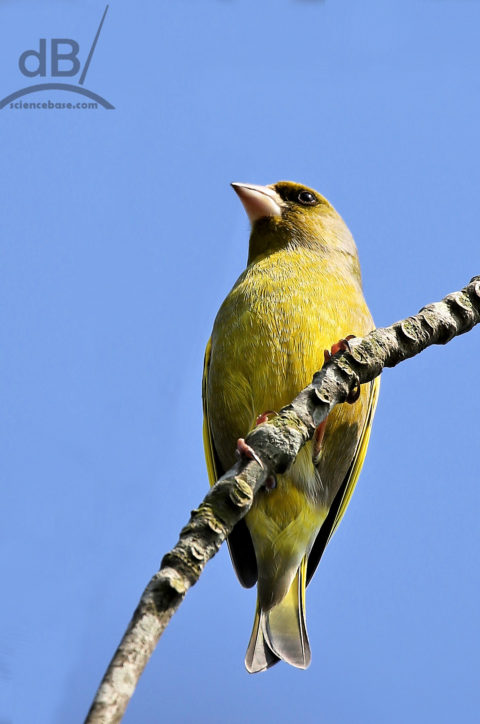 greenfinch