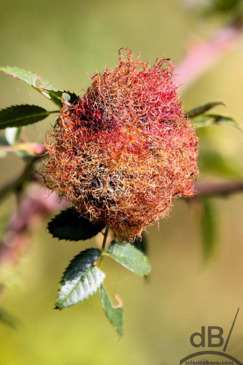 Mossy rose gall