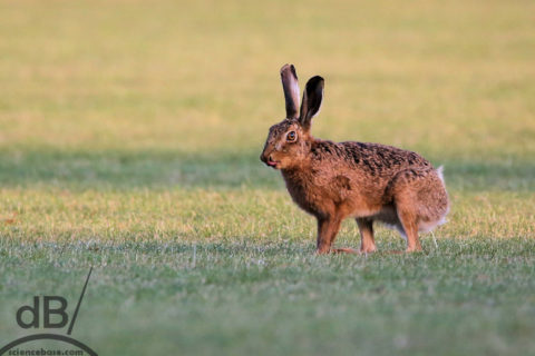 hare tongue