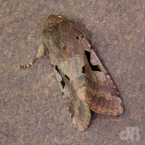 Hebrew Character moth