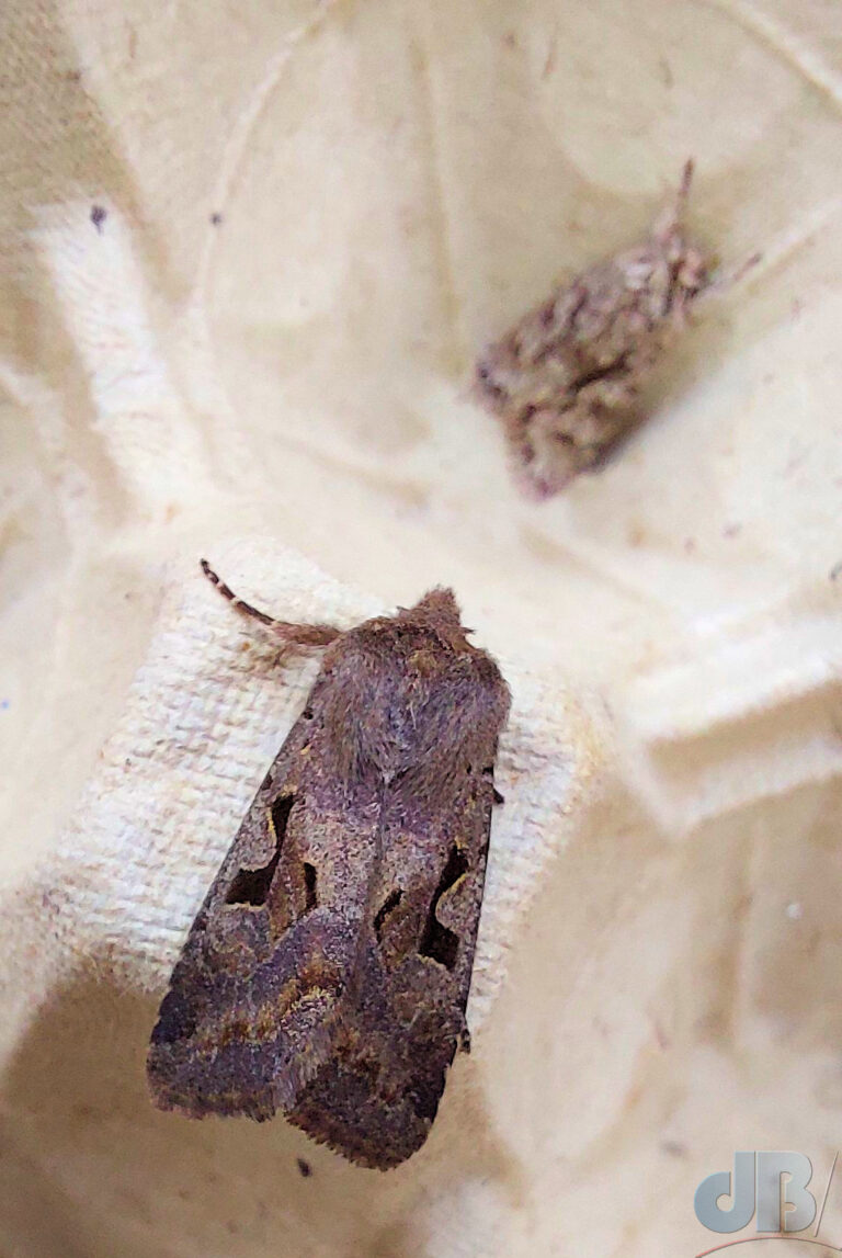 Quick phone macro shot of the Hebrew Character moth and in the background an Early Grey