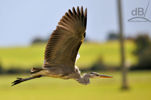 heron 2 e1507734037246