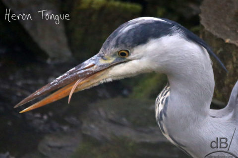 heron tongue