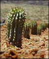 Hoodia gordonii from BBC site