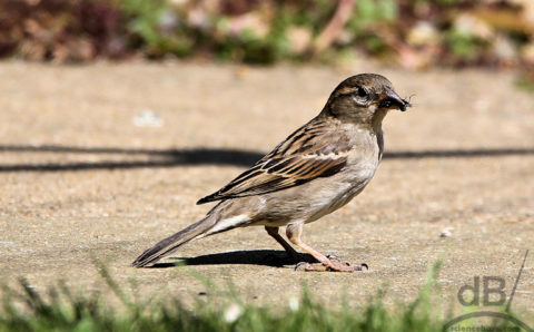Female house sparrow 
