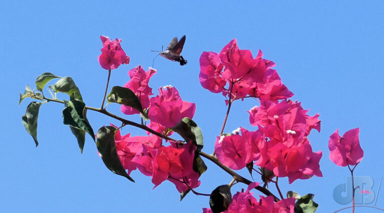 Hummingbird Hawk-moth on Bougainvillea