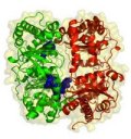 Insulin degrading enzyme