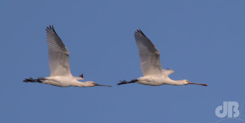 Spoonbills - the bird that brings its own cutlery to tea