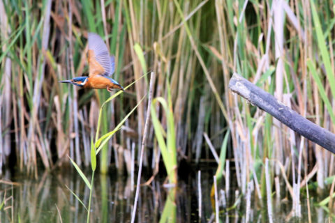 Common kingfisher