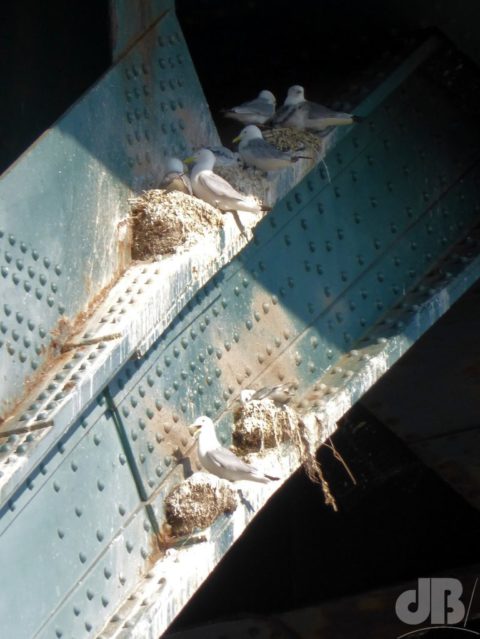 Kittiwakes nesting on the Tyne Bridge, Newcastle