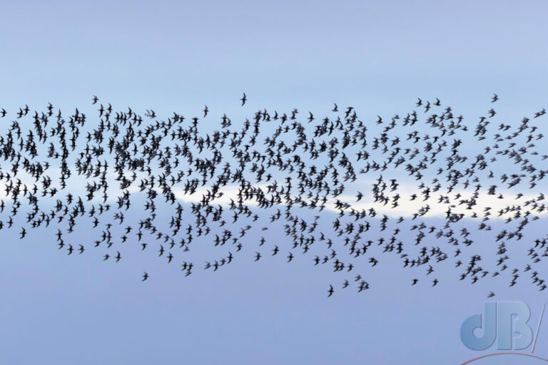 Knot at dawn