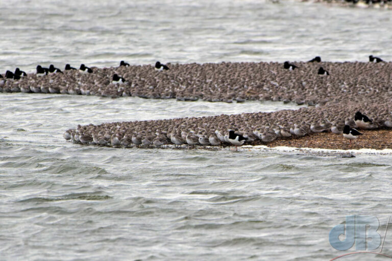 Knot crammed together to find refuge on the banks of the lagoon at Snettisham to escape the high tide