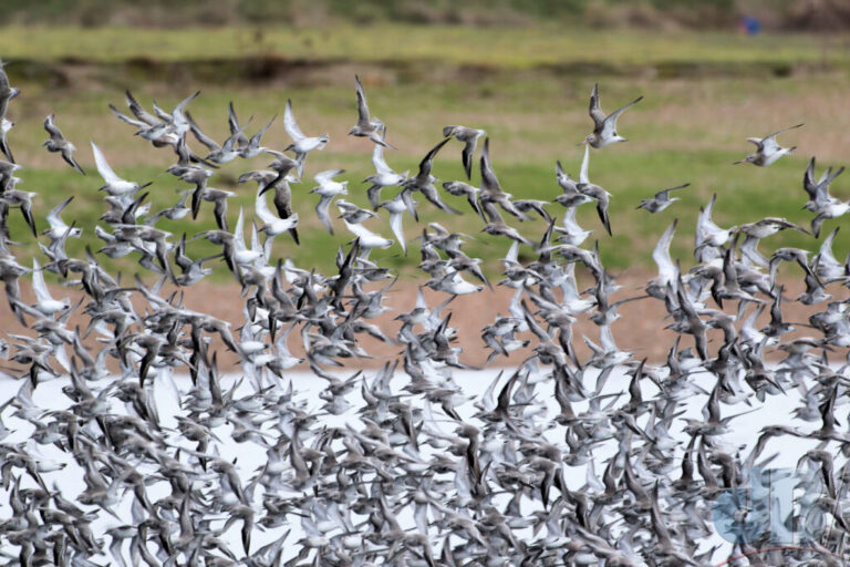 Knot heading back out to sea with a few Godwits along for the ride