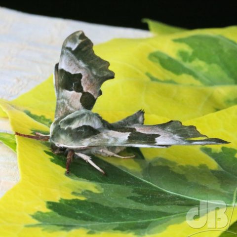 Lime Hawk-moth