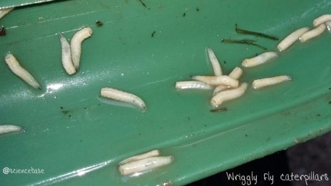 maggots