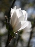 Magnolia flower