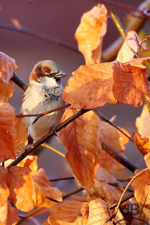 Male house sparrow 
