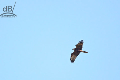 Marsh Harrier